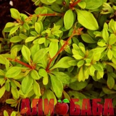 Барбарис карликовый Goldendream