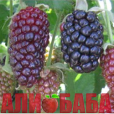 Ежевика Блэк Бат