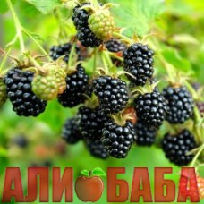 Ежевика Блэк Сатин (безшипная)