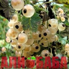 Смородина Белая Смольяниновой