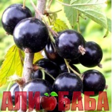 Смородина черная Киевский Великан