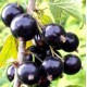 Смородина черная Киевский Великан