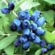 Жимолость съедобная Медведица