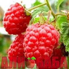 Малина Феномен