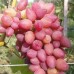 Виноград розовый Арго