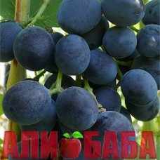 Виноград черный Днепровский