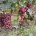 Виноград розовый Шоколадный