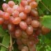 Виноград розовый Водограй