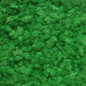 Зеленый ТРАВЯНОЙ стабилизированный мох ягель