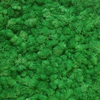 Зеленый ТРАВЯНОЙ стабилизированный мох ягель