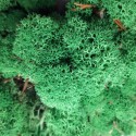 Зеленый ТРАВЯНОЙ темный стабилизированный мох ягель