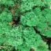 Зеленый ТРАВЯНОЙ темный стабилизированный мох ягель