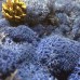 Синий ЛАЗУРНЫЙ стабилизированный мох ягель