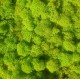 Зеленый ВЕСЕННИЙ стабилизированный мох ягель