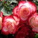 Роза День и Ночь