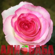 Роза Дольче Вита
