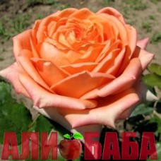 Роза Эльдорадо
