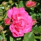 Роза Роди