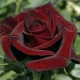 Роза Блек Меджик