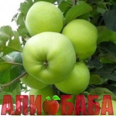 Яблоня Антоновка
