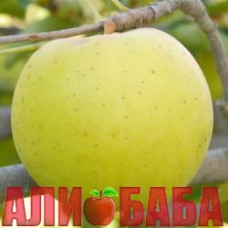 Яблоня Голд Раш