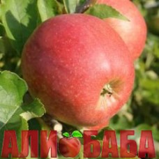 Яблоня Джонаголд