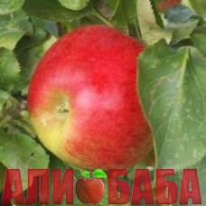 Яблоня Джумбо Помм