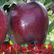 Яблоня Рояль Ред Делишес