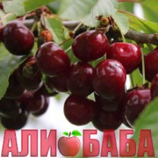 Черешня Василиса