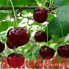 Вишня Чернокорка