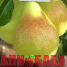 Груша Дельбарью