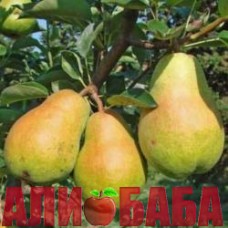 Груша Вильямс (дюшес летний)