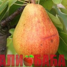 Груша Любимица Клаппа (Фаворитка Клаппа)